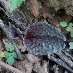 Tipularia discolor