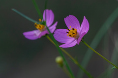 Cosmos crithmifolius