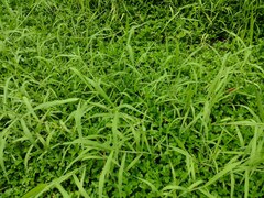 Urochloa mutica