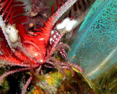 Annulobalcis vinarius