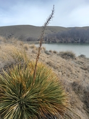 Aciphylla aurea