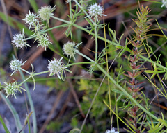Eryngium aromaticum
