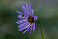 Iostephane heterophylla