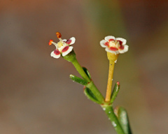 Euphorbia polyphylla