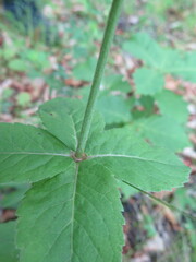 Adenophora triphylla