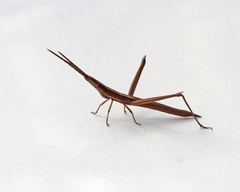 Achurum carinatum