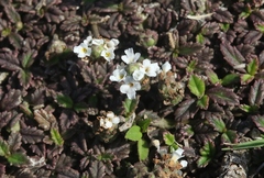 Phyla nodiflora
