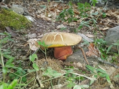 Rubroboletus rubrosanguineus