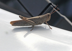 Schistocerca rubiginosa