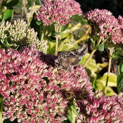 Autographa