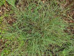 Chloris divaricata cynodontoides