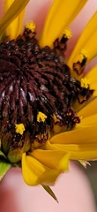 Helianthus heterophyllus
