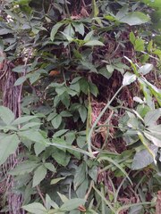 Syngonium podophyllum