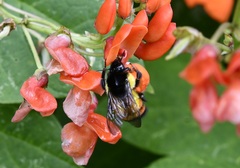 Bombus ephippiatus