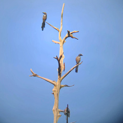 Aphelocoma coerulescens