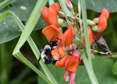 Bombus ephippiatus