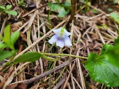Viola blanda