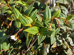 Miconia crotonifolia