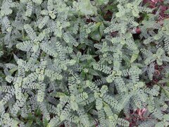 Phyllanthus leucanthus