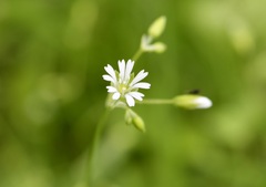 Drymaria villosa