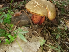 Rubroboletus rubrosanguineus