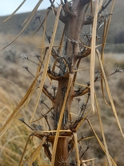 Aciphylla aurea