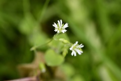 Drymaria villosa