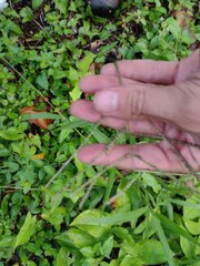 Paspalum paniculatum
