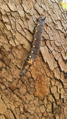 Xylophanes falco