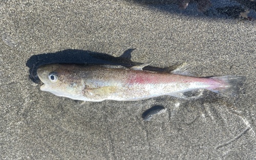 Pacific tomcod (Microgadus proximus) — Gadidae — 2