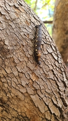 Xylophanes falco