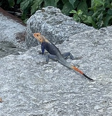 Agama picticauda
