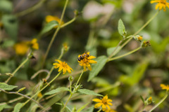 Palpada pusilla