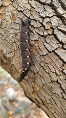 Xylophanes falco
