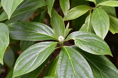 Cornus disciflora