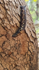 Xylophanes falco
