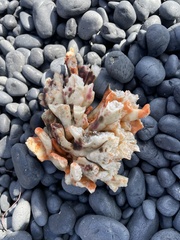 Clathria prolifera