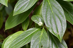 Cornus disciflora