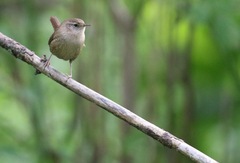 Troglodytes hiemalis