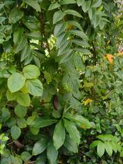 Canavalia cathartica