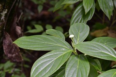 Cornus disciflora