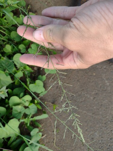 Sporobolus diandrus