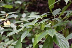 Cornus disciflora