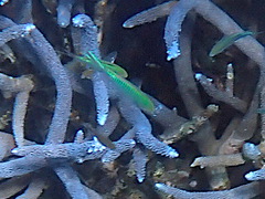 Chromis atripectoralis