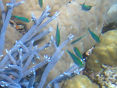 Chromis atripectoralis