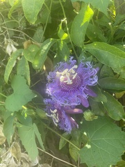 Passiflora incarnata × cincinnata