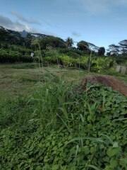 Sorghum × drummondii