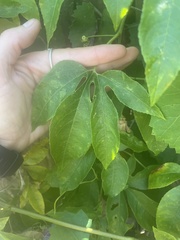 Passiflora incarnata × cincinnata