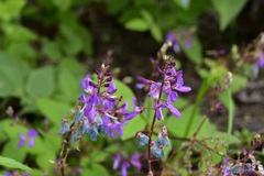 Desmodium pringlei