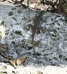 Agama picticauda